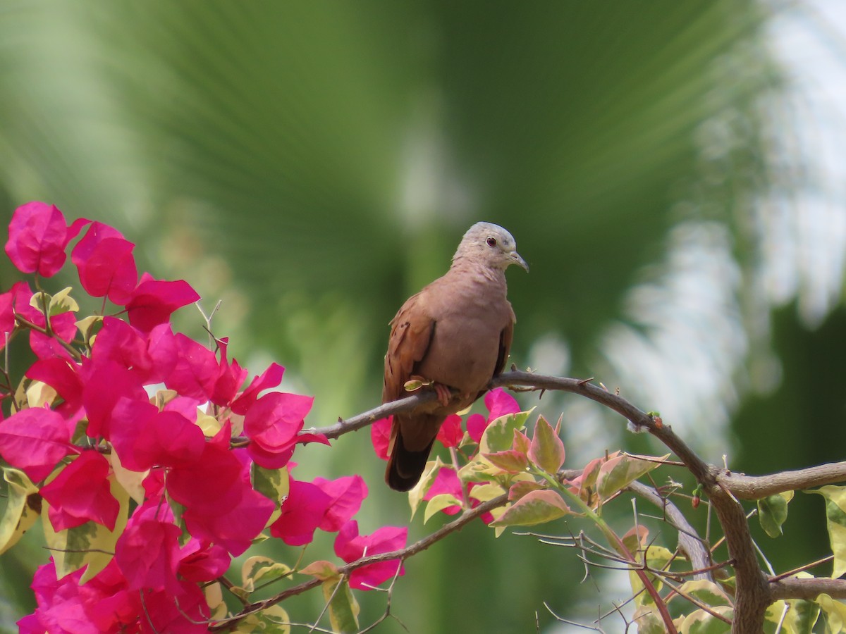 Талпакоті коричневий - ML645584481