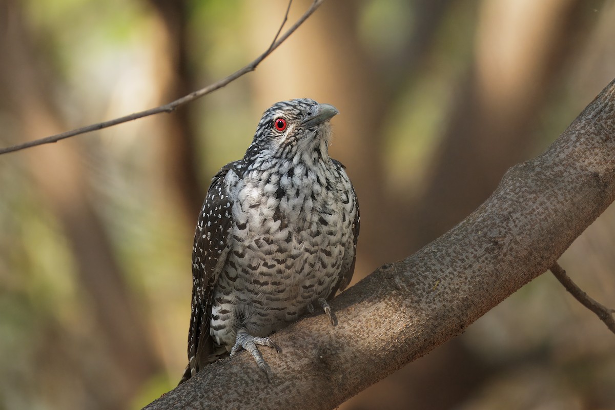 Коель великий - ML645584482