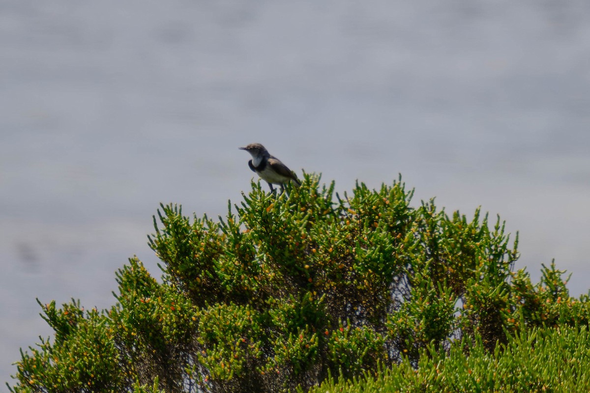 Цокалка білолоба - ML645584483