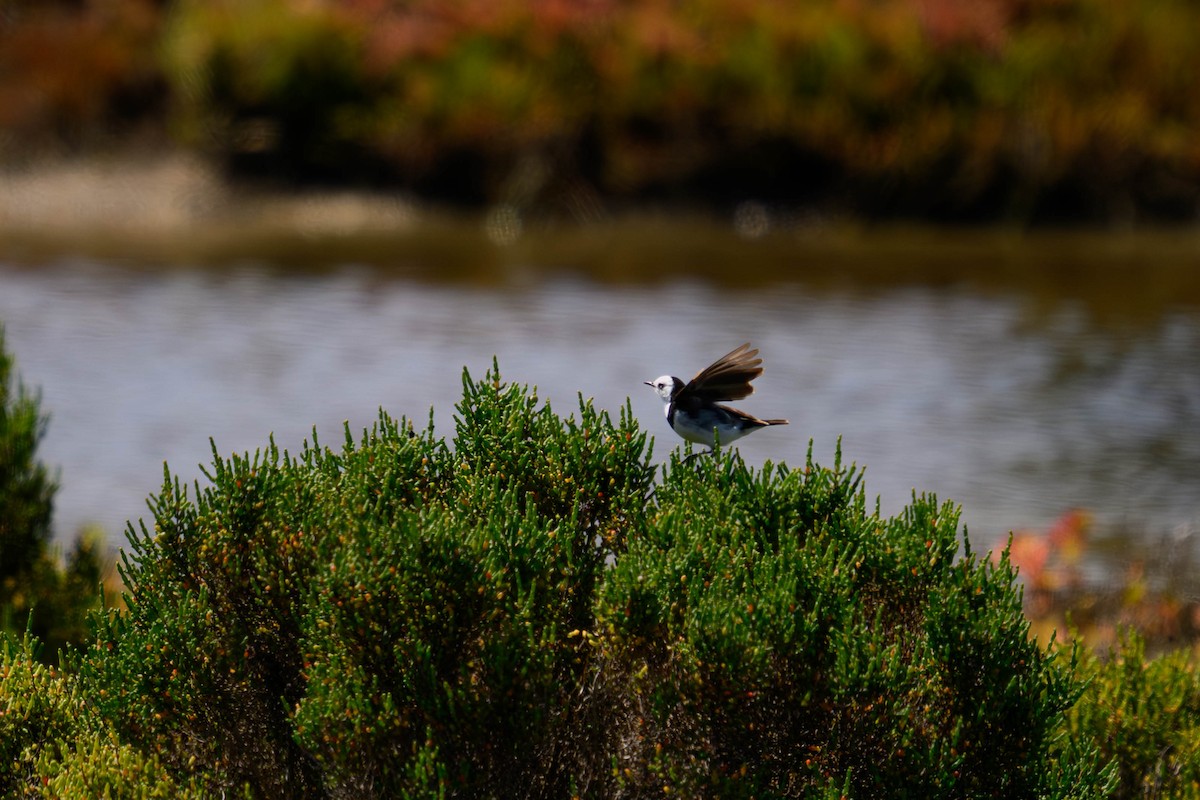 Цокалка білолоба - ML645584484