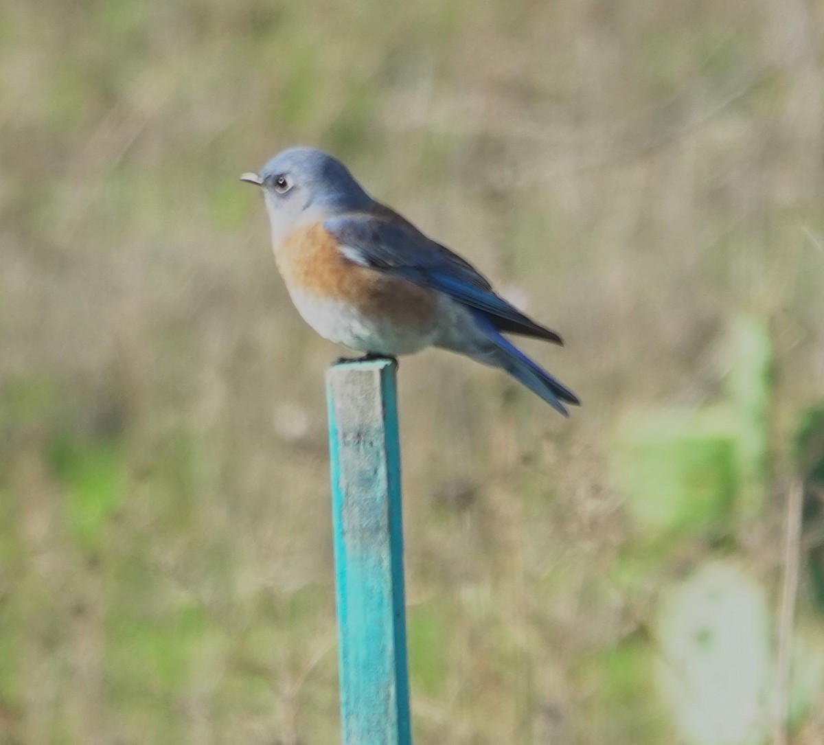 Блакитник західний - ML645584485
