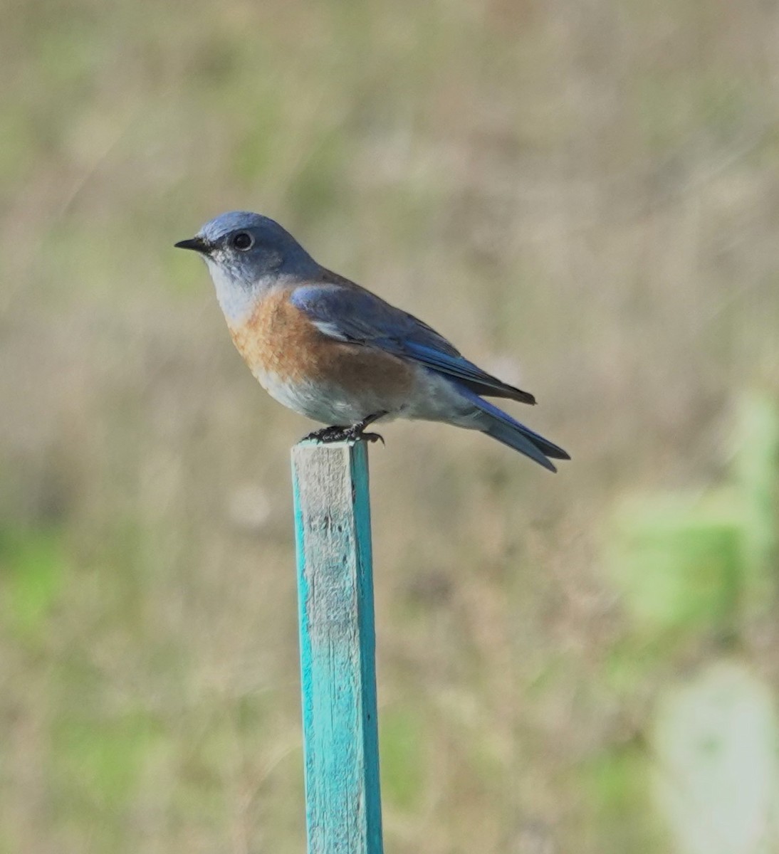 Блакитник західний - ML645584486