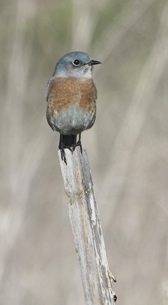 Блакитник західний - ML645584487