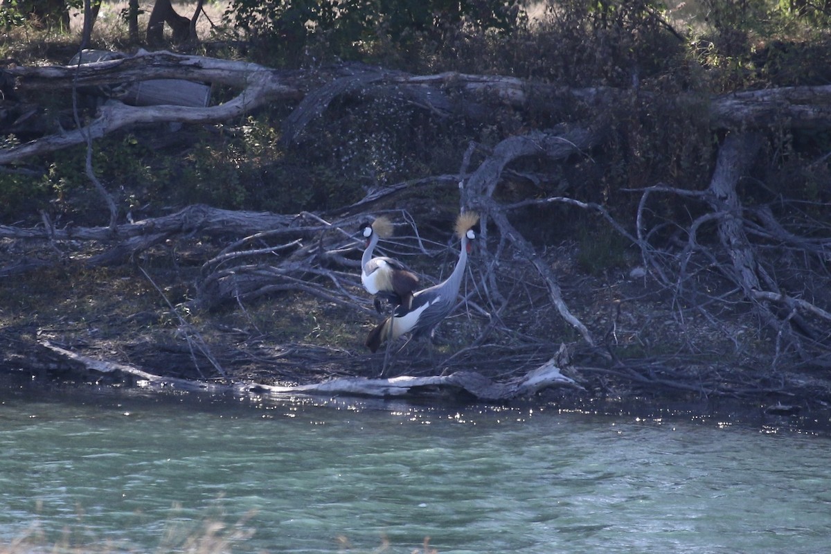 Вінценос південний - ML645584488