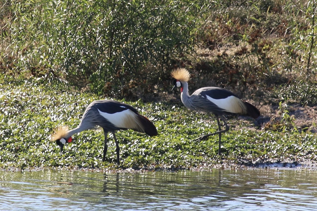 Вінценос південний - ML645584490