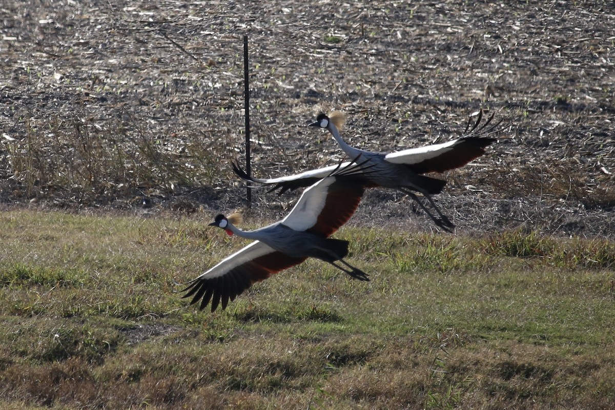 Вінценос південний - ML645584491