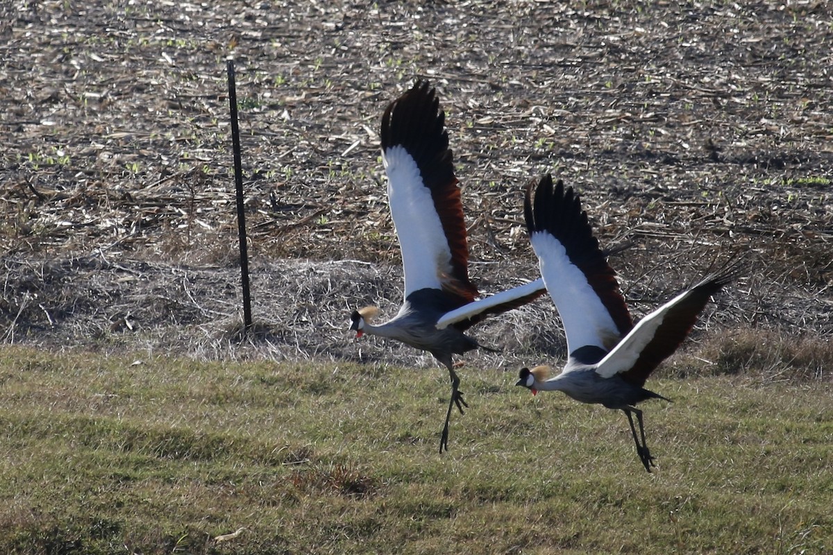 Вінценос південний - ML645584492