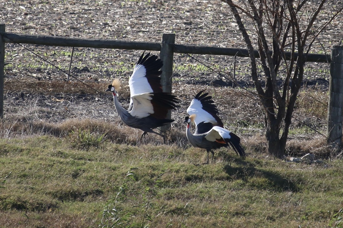 Вінценос південний - ML645584493