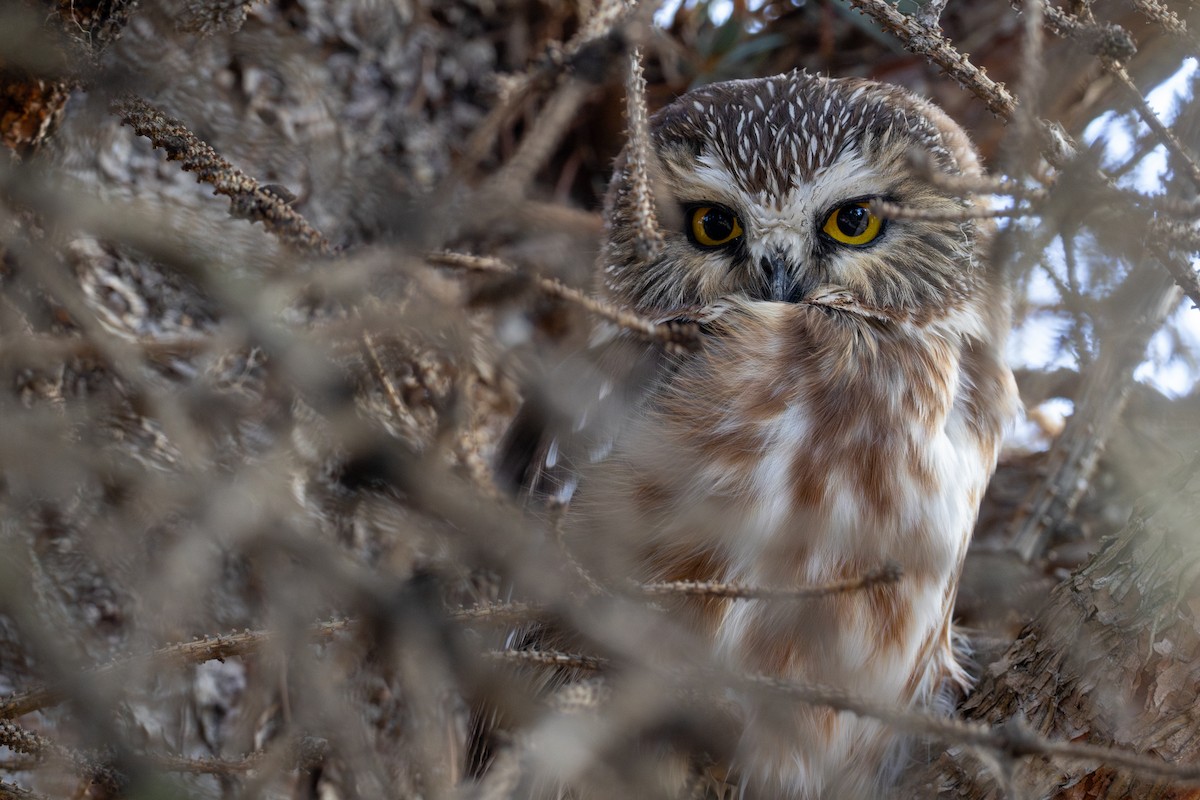 アメリカキンメフクロウ - ML645584498