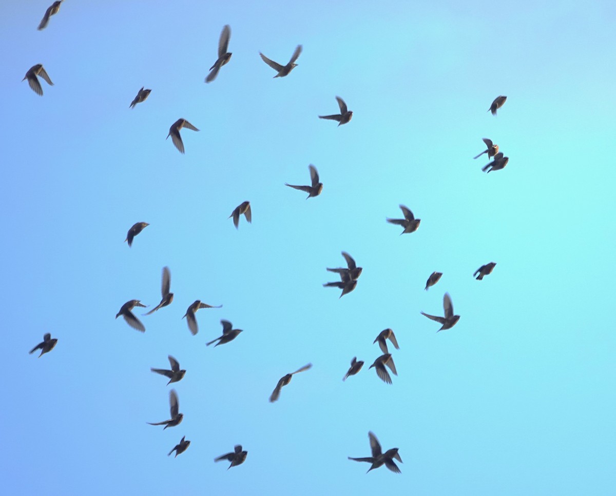 Омелюх американський - ML645584503