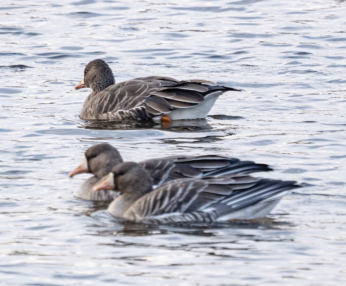 Гуска білолоба - ML645584504