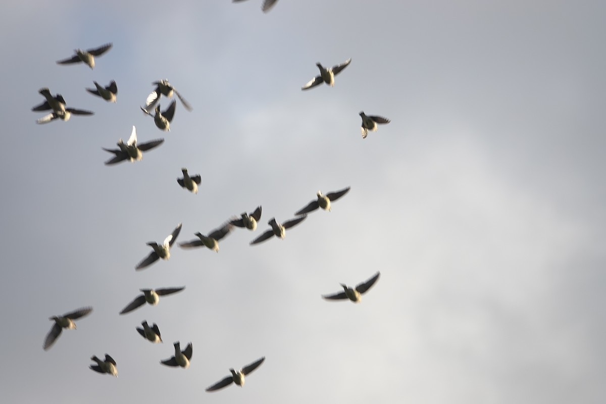 Cedar Waxwing - ML645584505