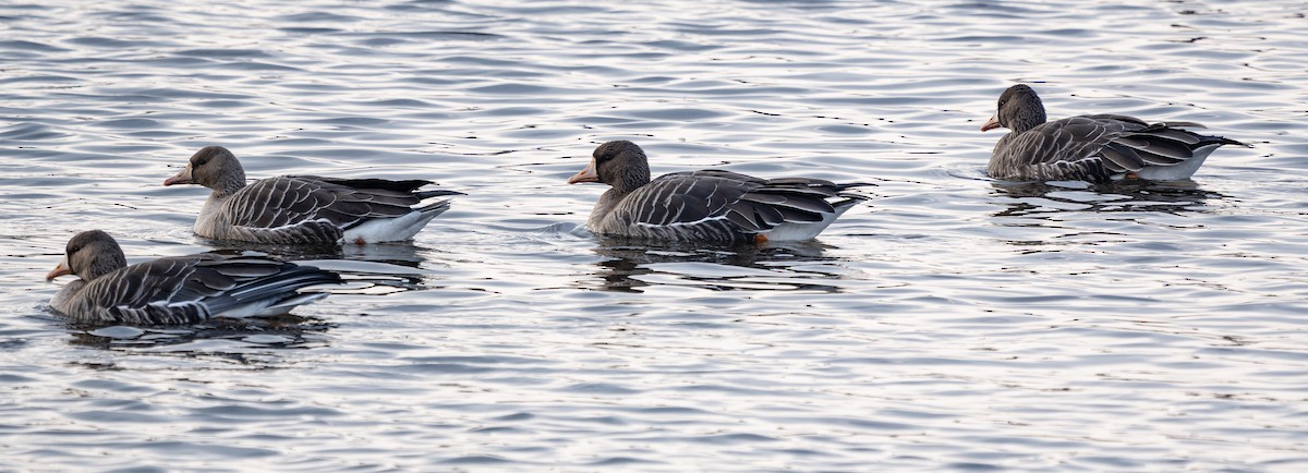 Гуска білолоба - ML645584506