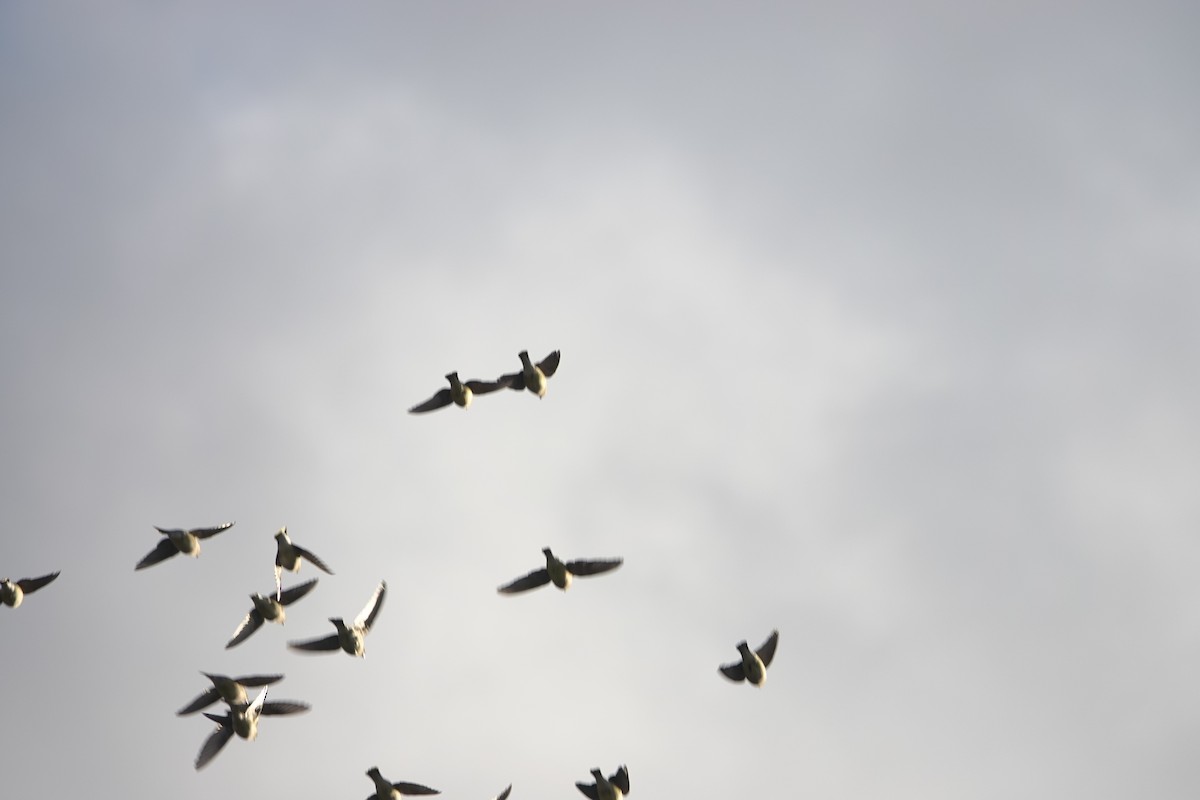 Cedar Waxwing - ML645584507