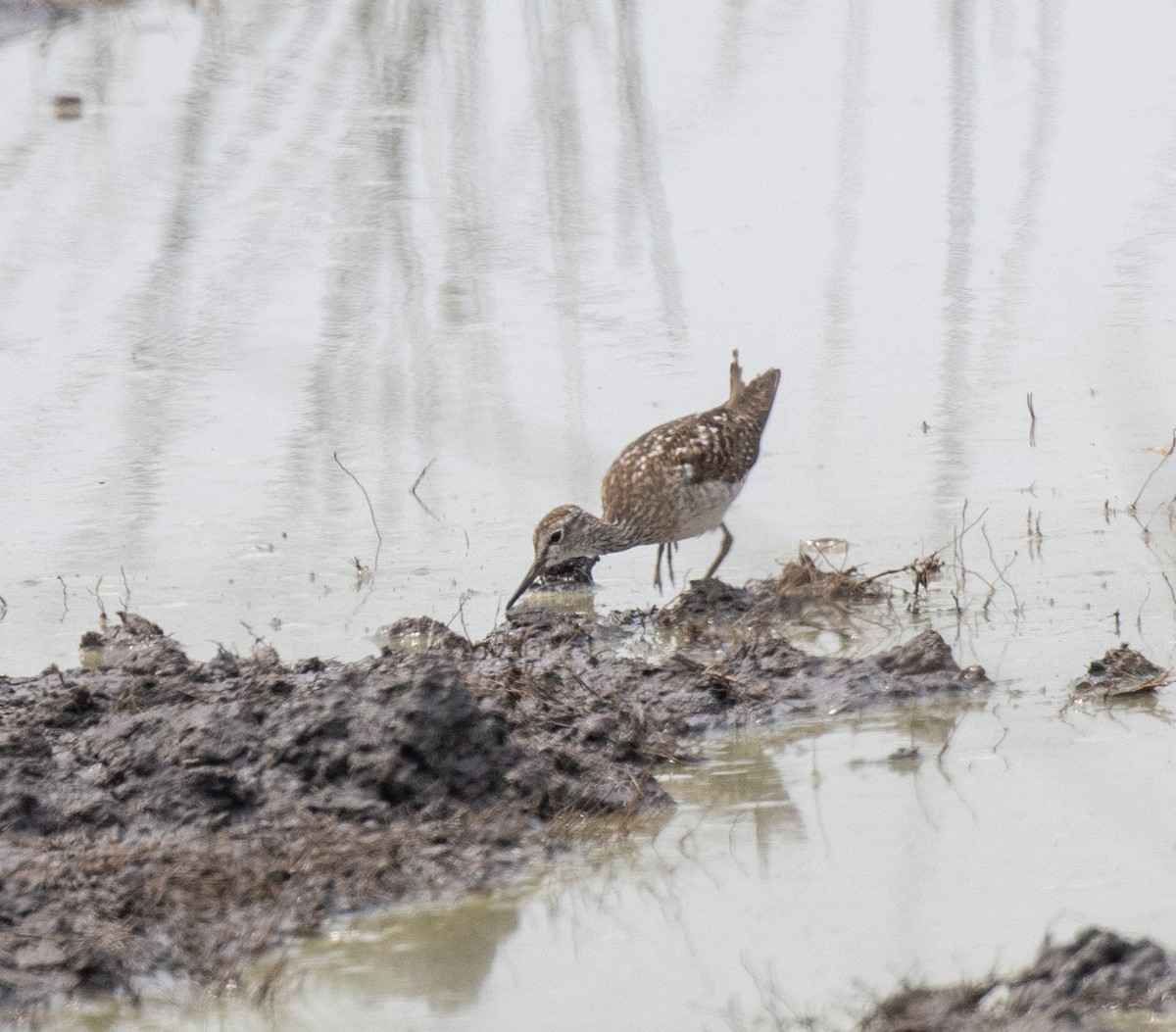 vodouš bahenní - ML645584514