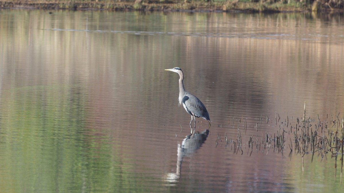 Great Blue Heron - ML645584515