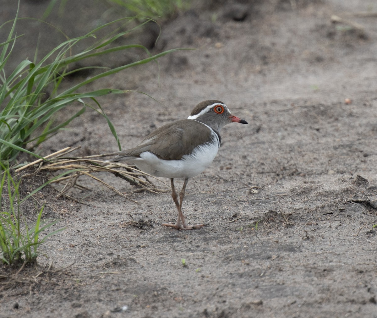 Chorlitejo Tricollar (Africano) - ML645584518