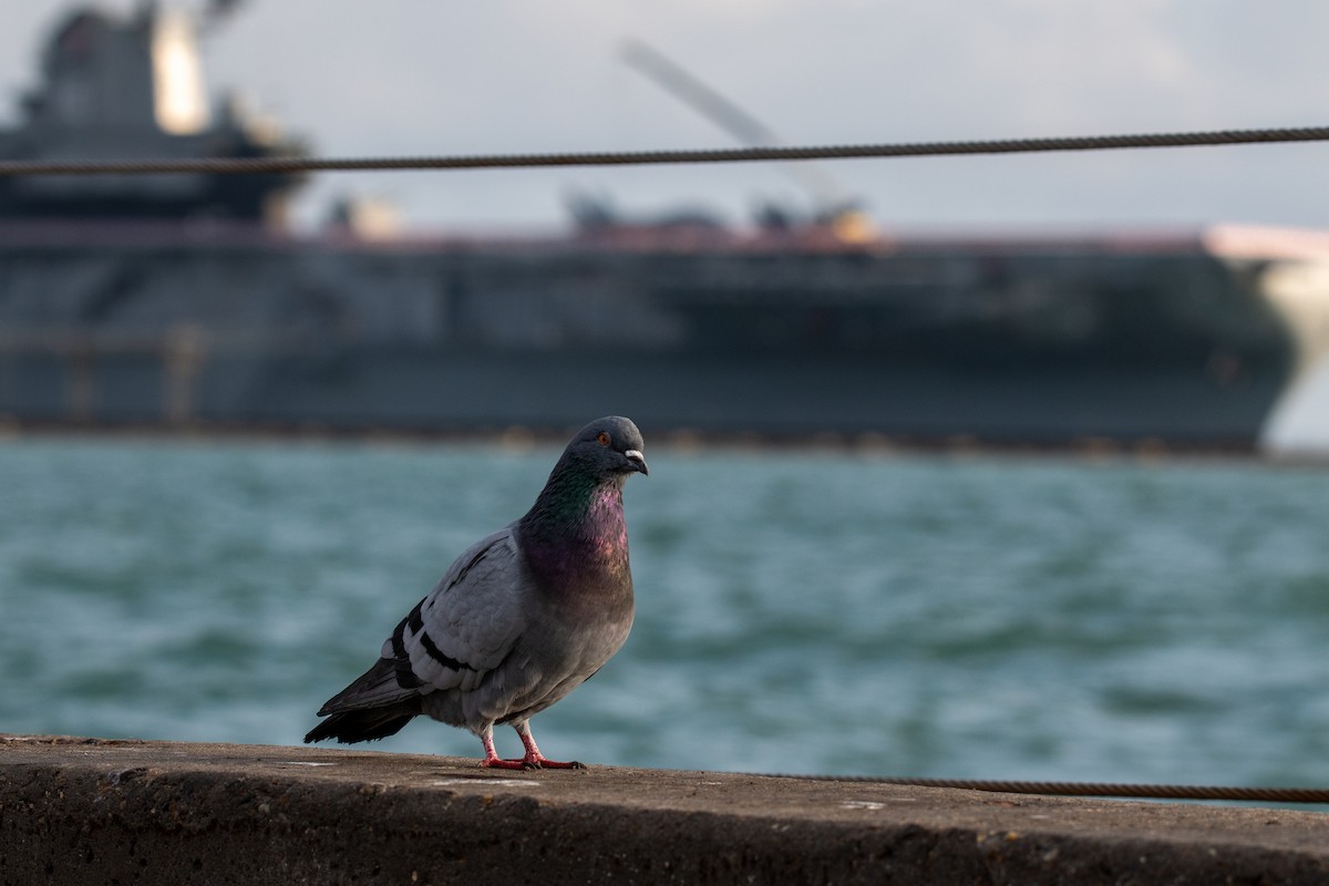 Haitz-usoa (etxekoa) - ML645584520