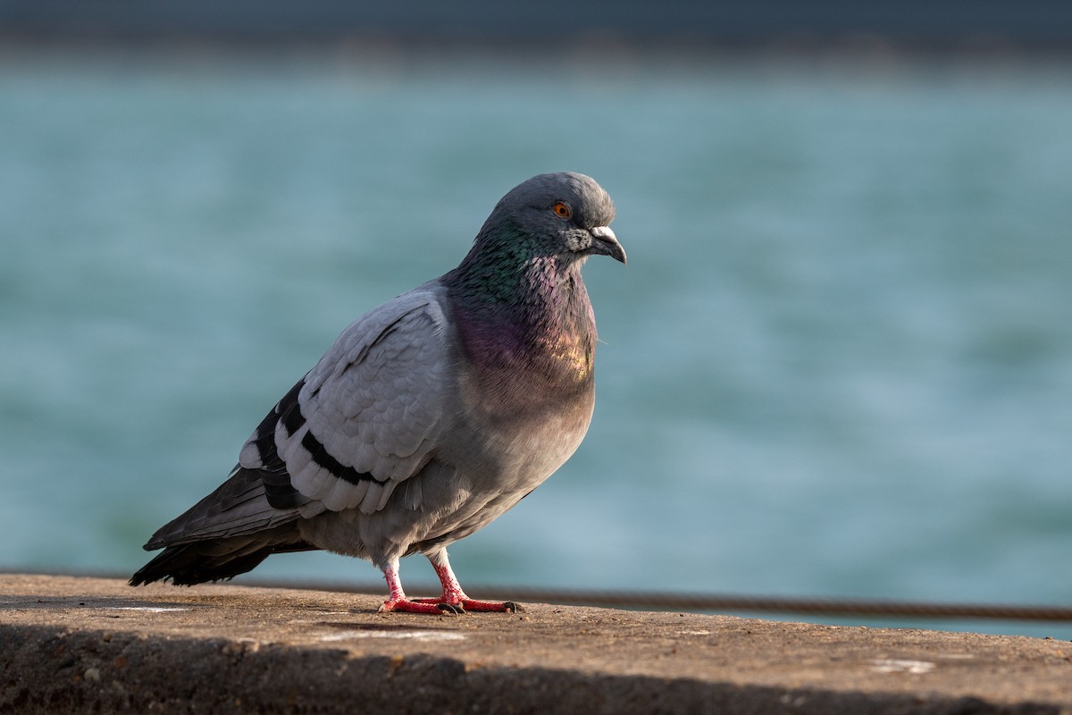 Haitz-usoa (etxekoa) - ML645584521