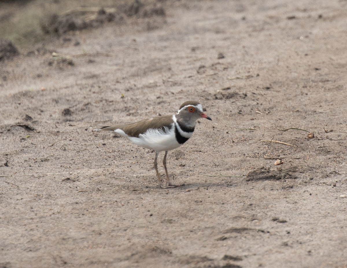 Chorlitejo Tricollar (Africano) - ML645584524