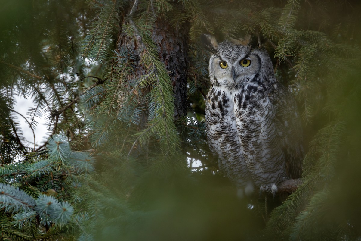 Great Horned Owl - ML645584535