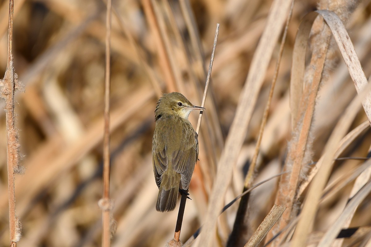 Blyth's Reed Warbler - ML645584543
