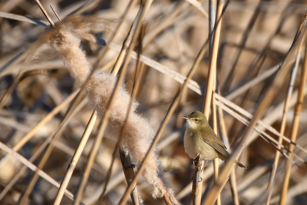 Blyth's Reed Warbler - ML645584544