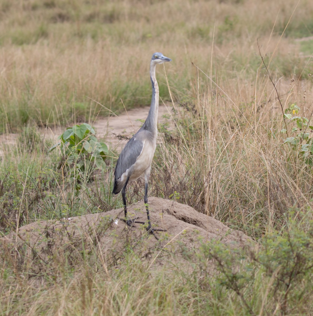 Héron mélanocéphale - ML645584545