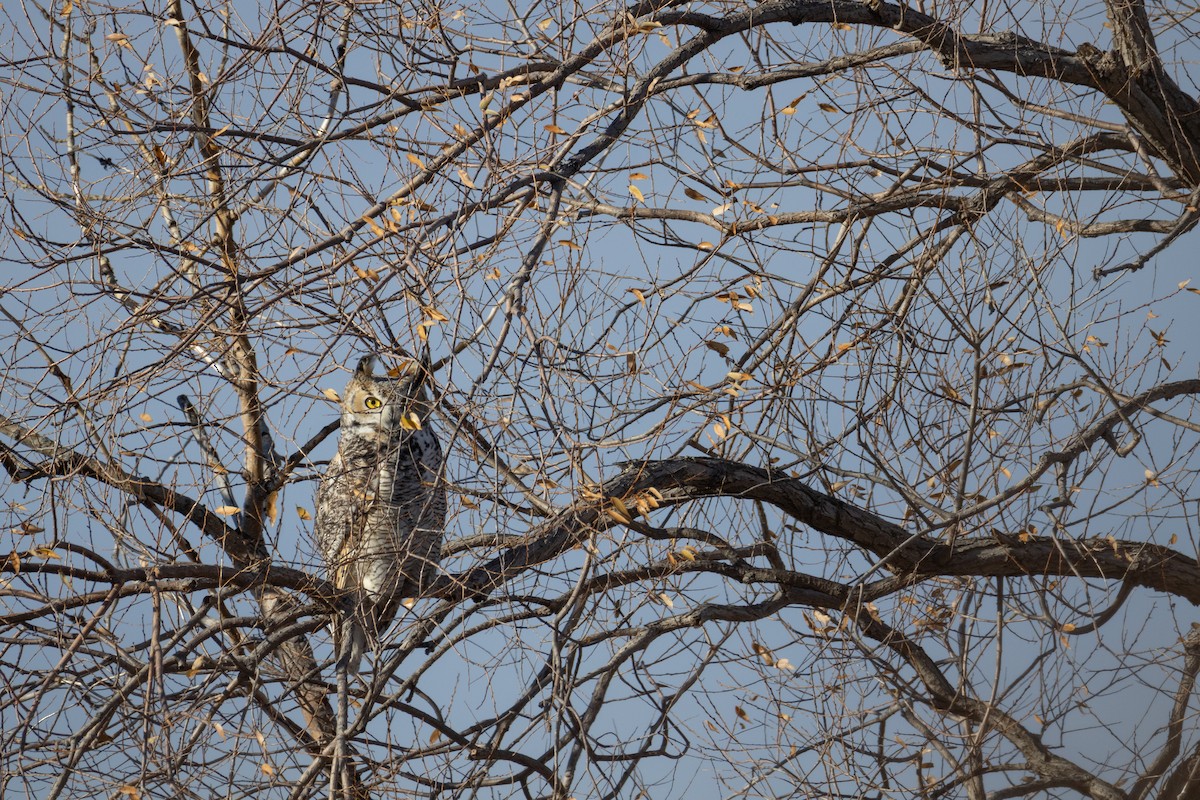 Great Horned Owl - ML645584554