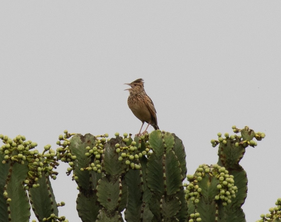 Rufous-naped Lark (Rufous-naped) - ML645584557