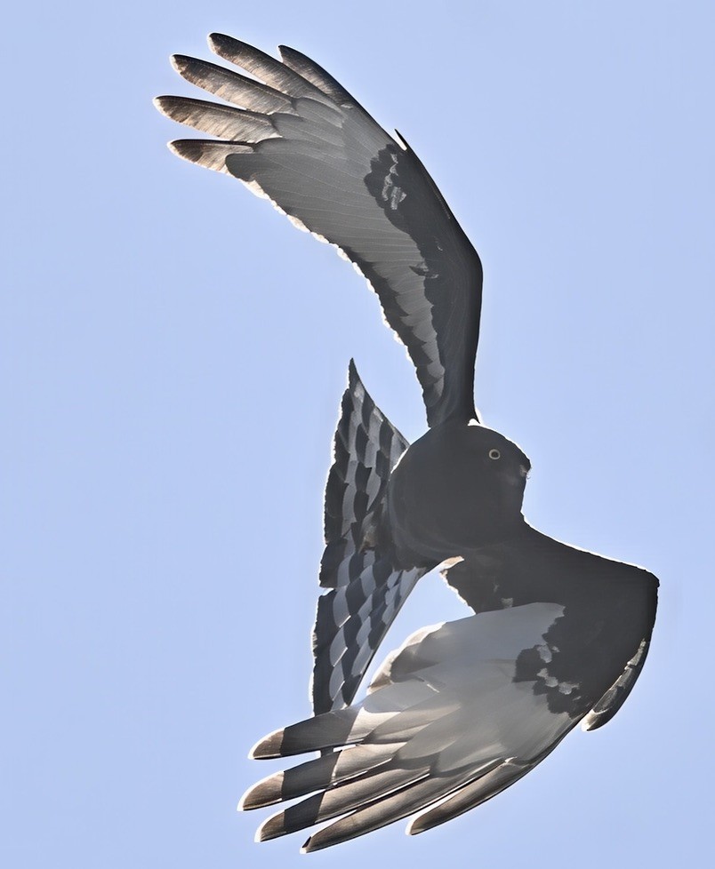 Black Harrier - ML645584559