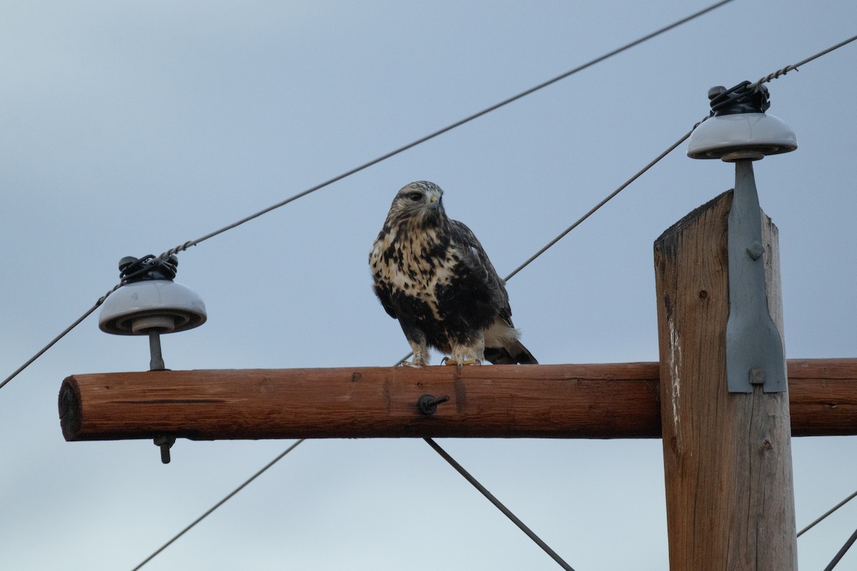 ケアシノスリ - ML645584570