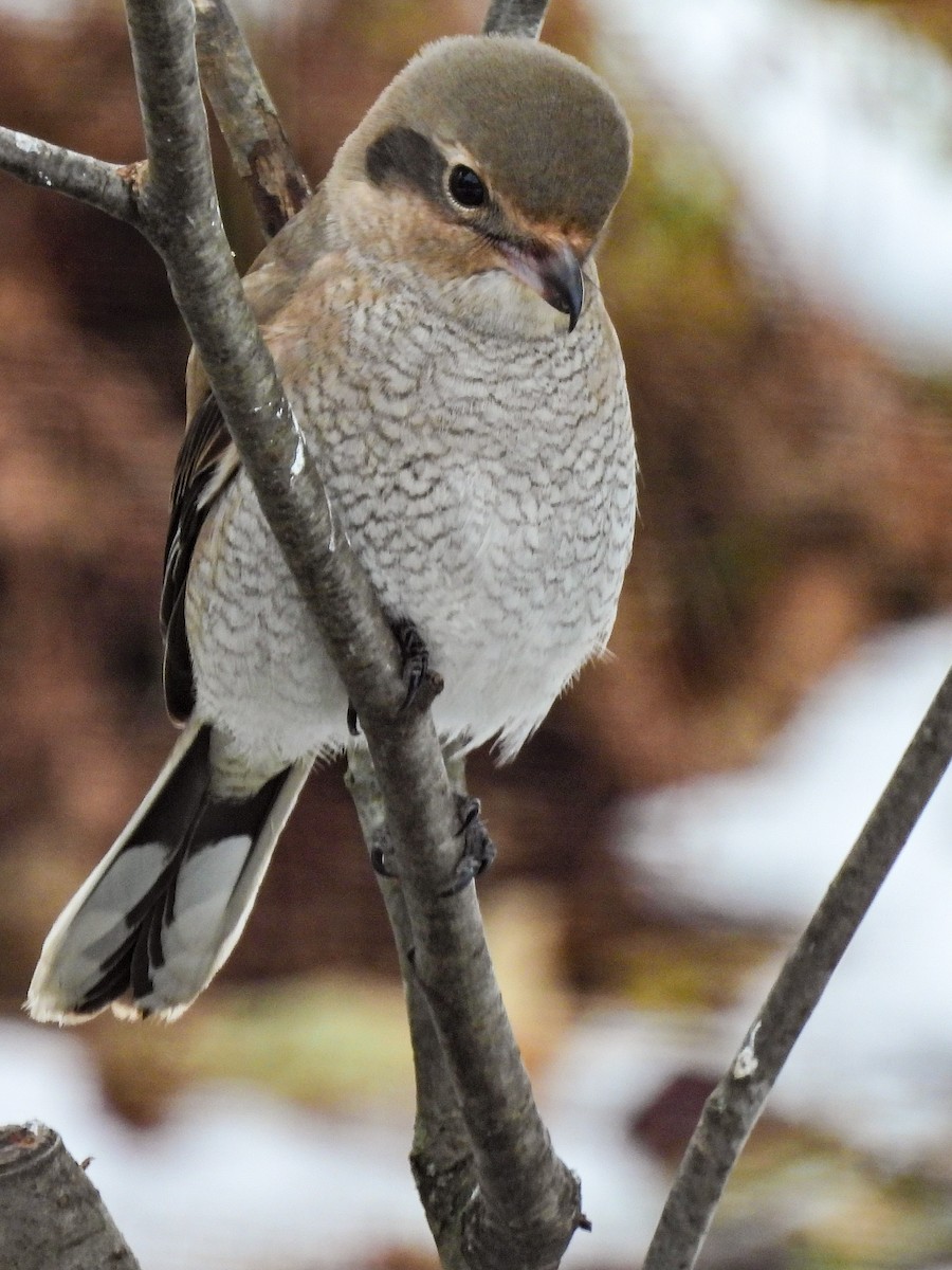Northern Shrike - ML645584575