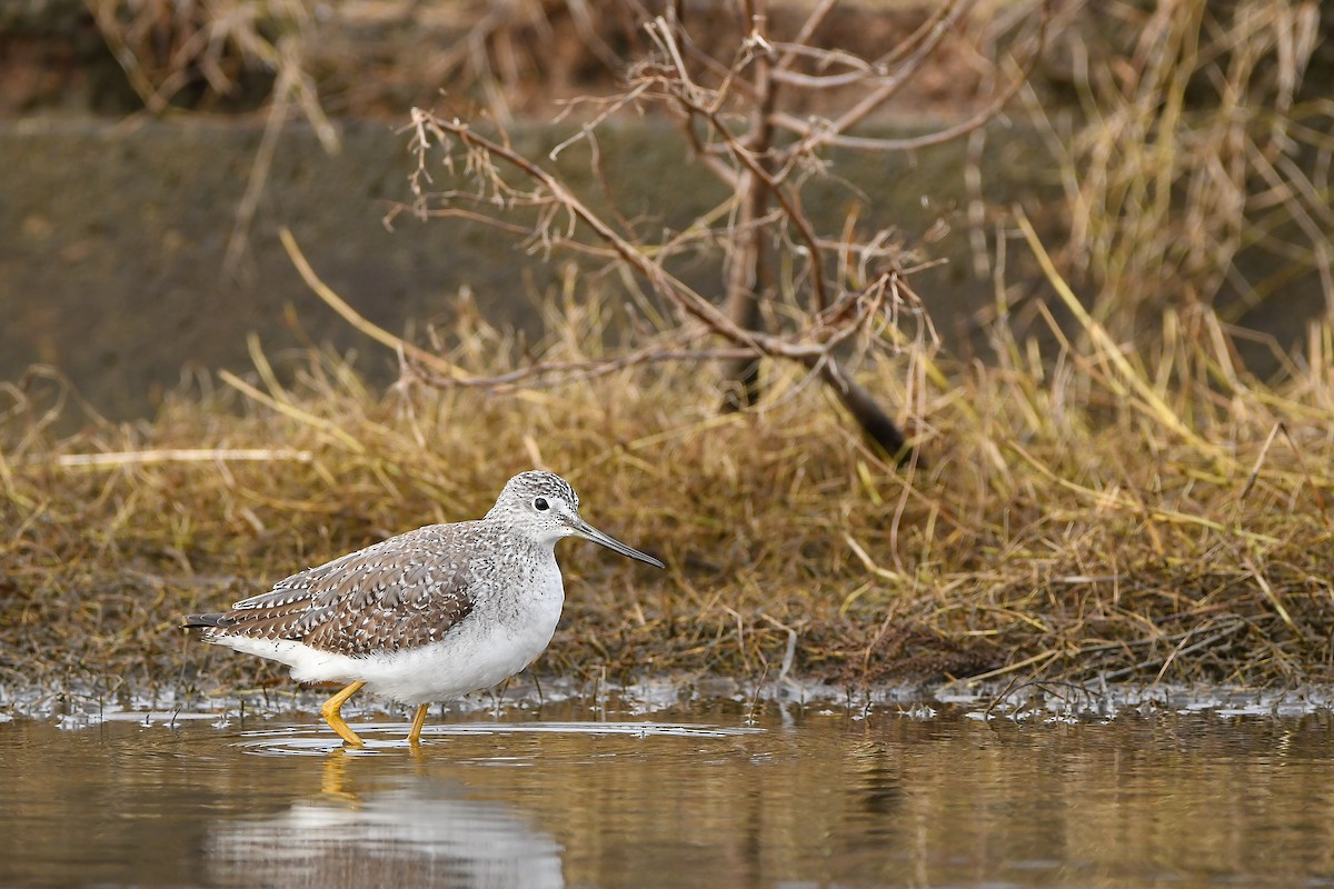 Greater Yellowlegs - ML645584577