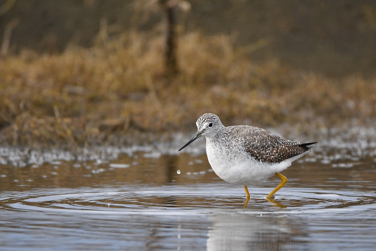 Greater Yellowlegs - ML645584578