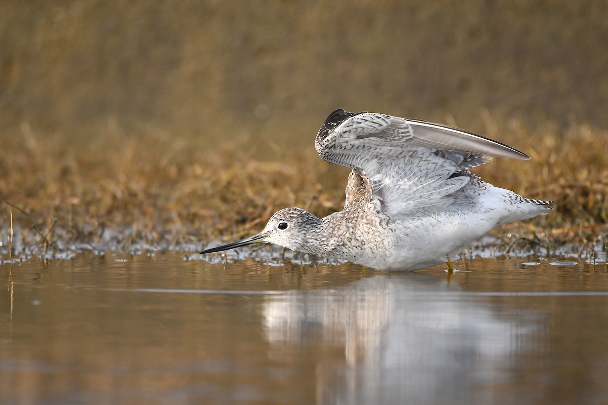 Greater Yellowlegs - ML645584582
