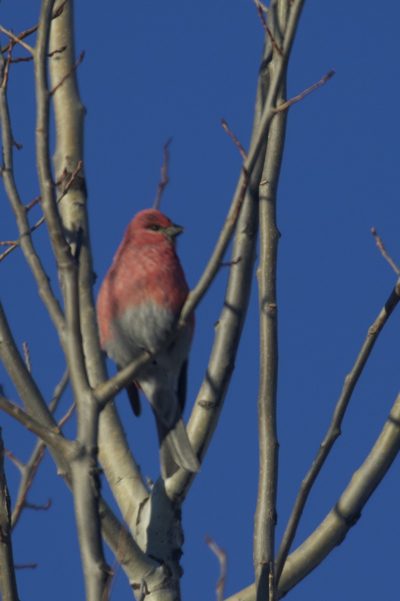 Hakengimpel (leucura) - ML645584592