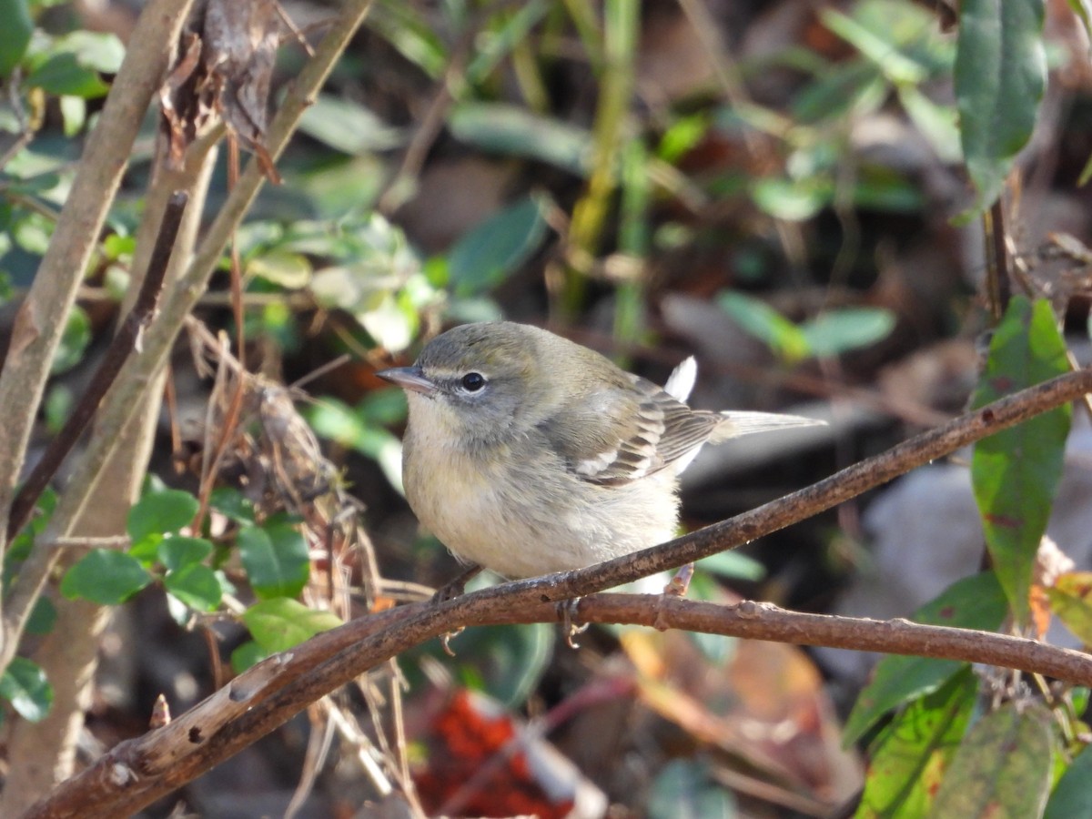 סבכון אורנים - ML645584594