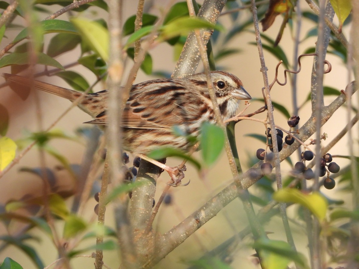 Song Sparrow - ML645584597