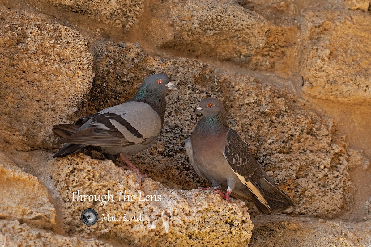 Haitz-usoa - ML645584625