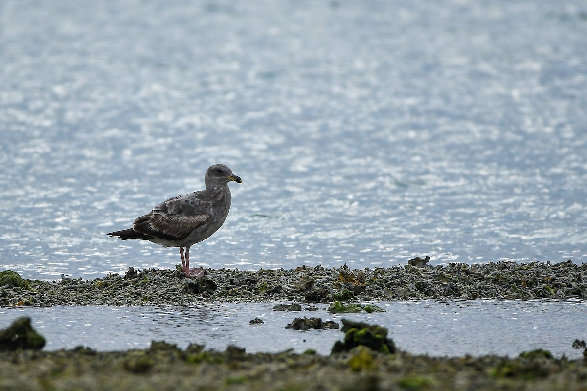 Western Gull - ML645584653
