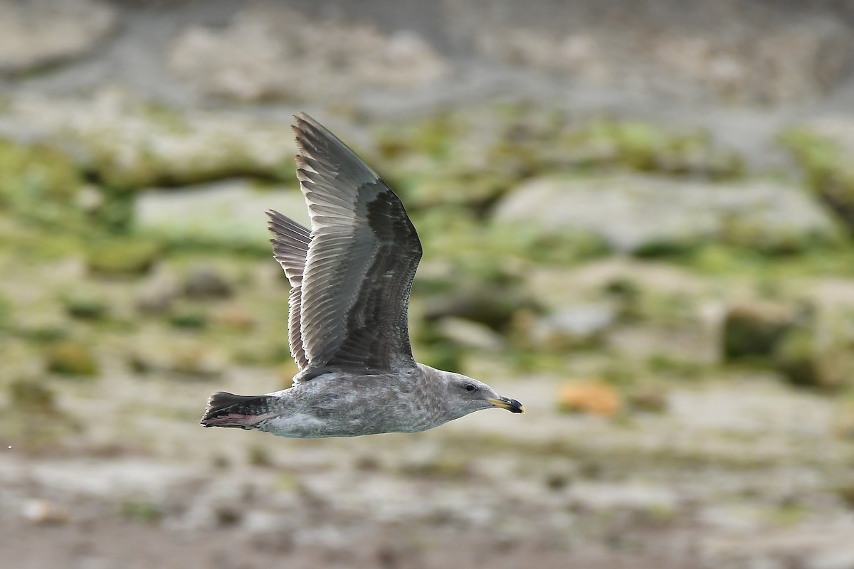 Western Gull - ML645584654