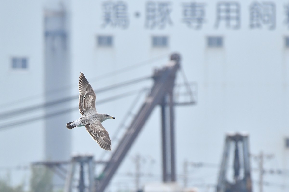 Western Gull - ML645584655