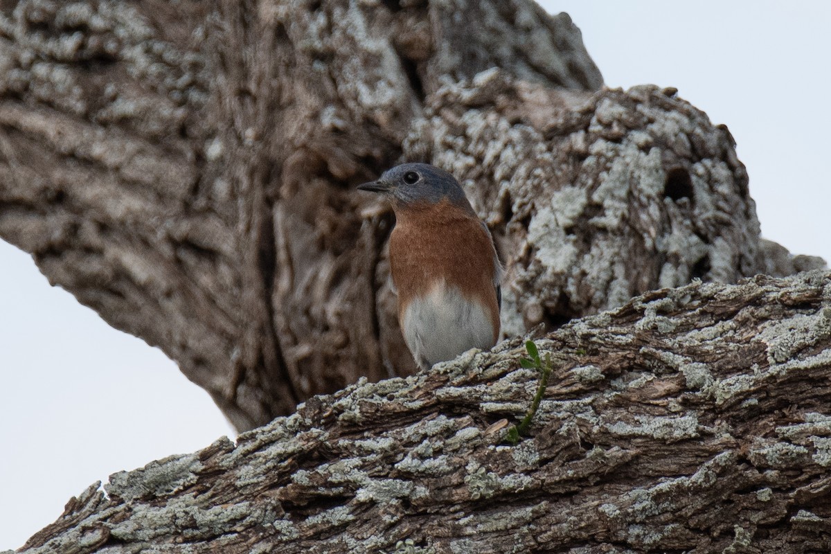 Eastern Bluebird - ML645584668