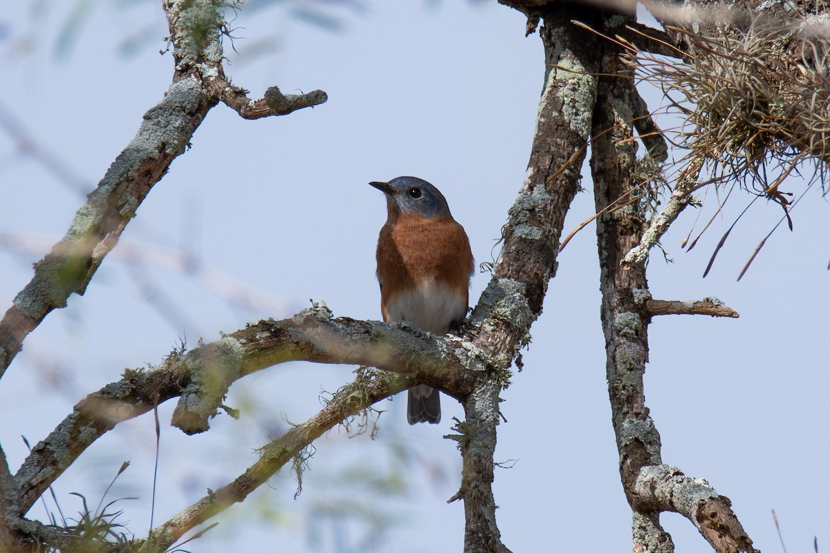 Eastern Bluebird - ML645584669