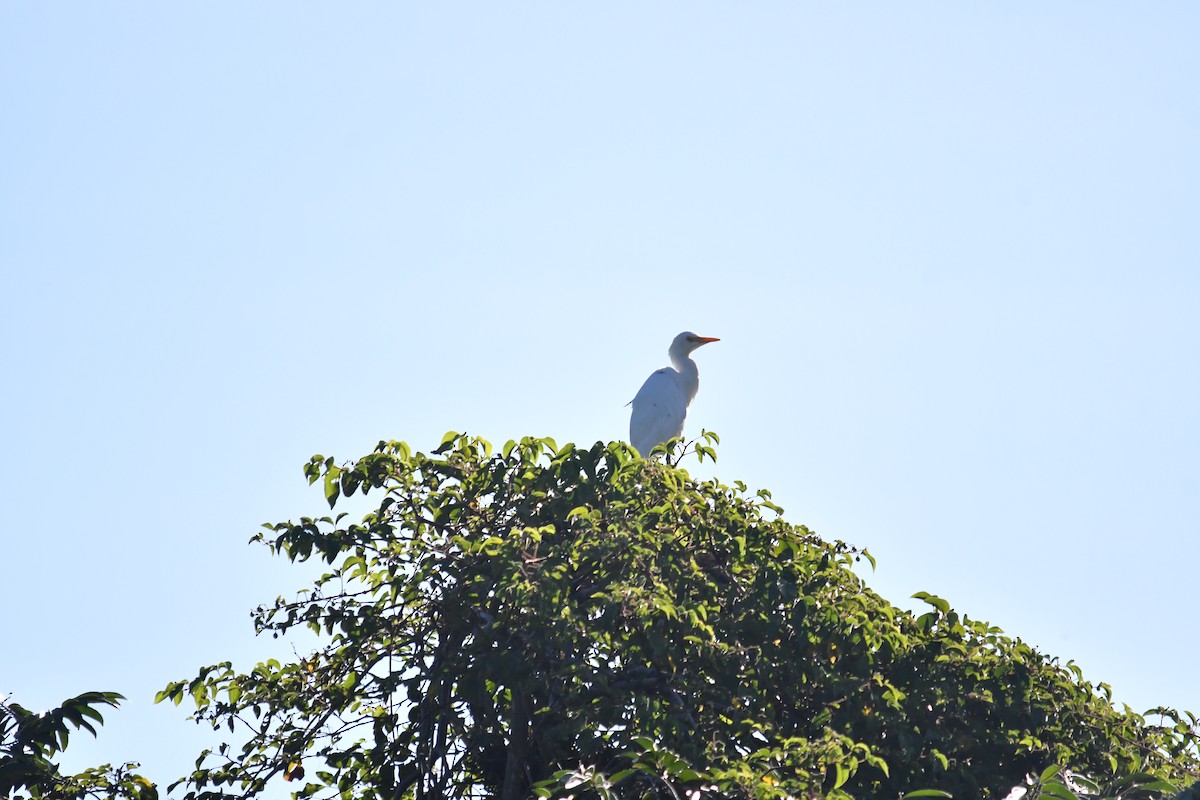 Western Cattle-Egret - ML645584674