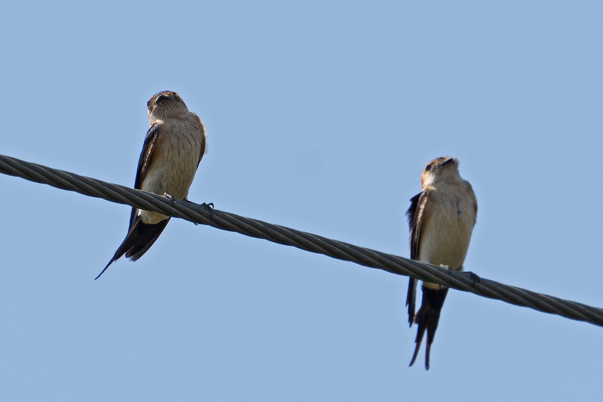 European Red-rumped Swallow - ML645584675