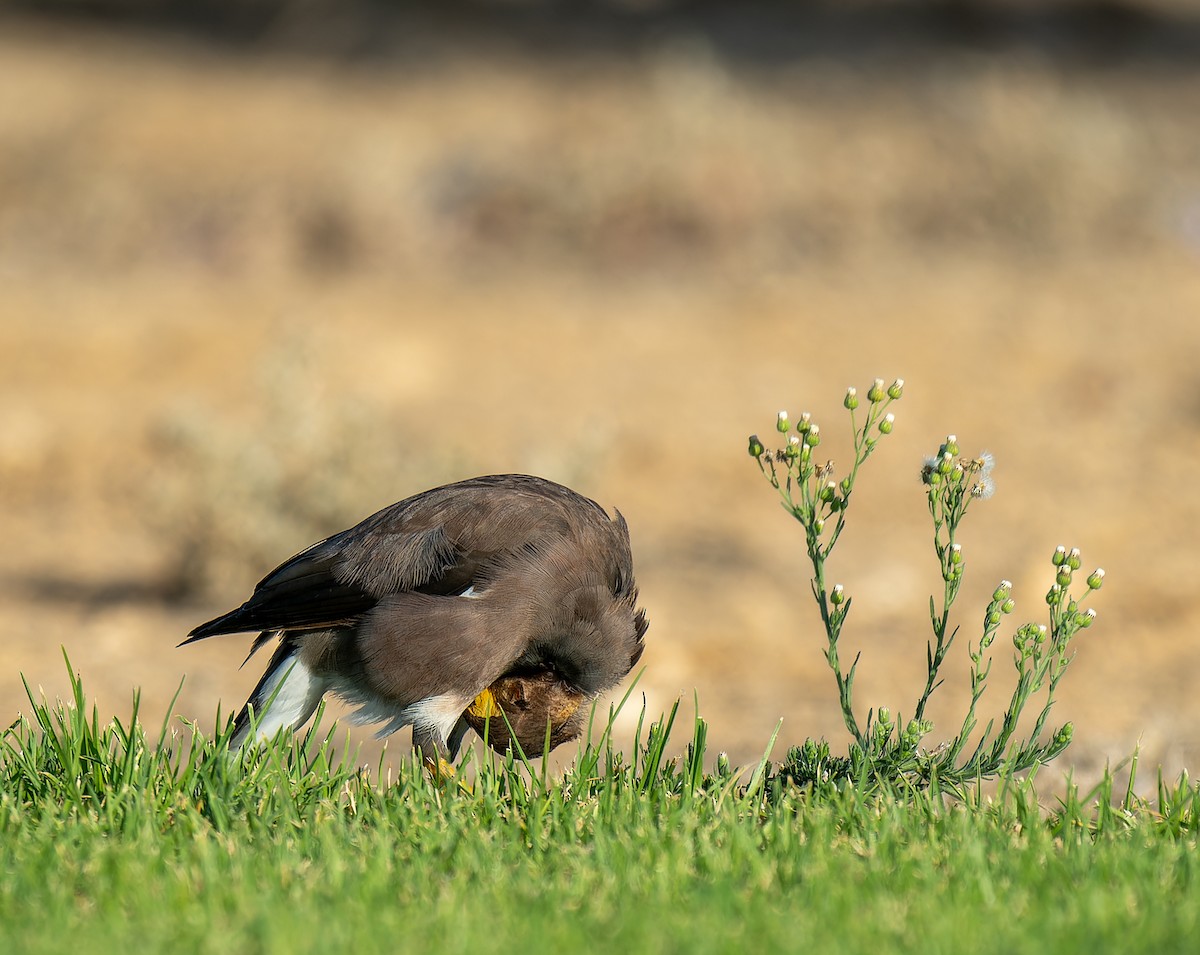 Common Myna - ML645584684