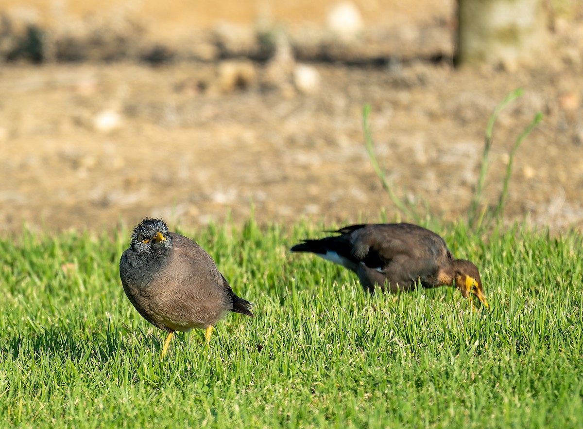 Common Myna - ML645584686