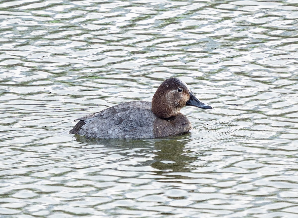 Common Pochard - ML645584688